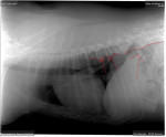 Taran, golden retriever reu, heeft helaas ook last van spondylosis. Te zien op de rontgenfoto met een rode lijn.
